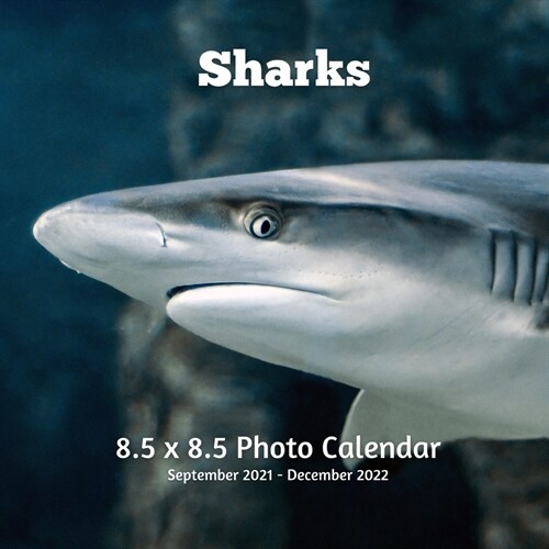 Sharks 8.5 X 8.5 Calendar September 2021 -December 2022: Monthly Calendar with U.S./UK/ Canadian/Christian/Jewish/Muslim Holidays - Marine Life (Paperback)