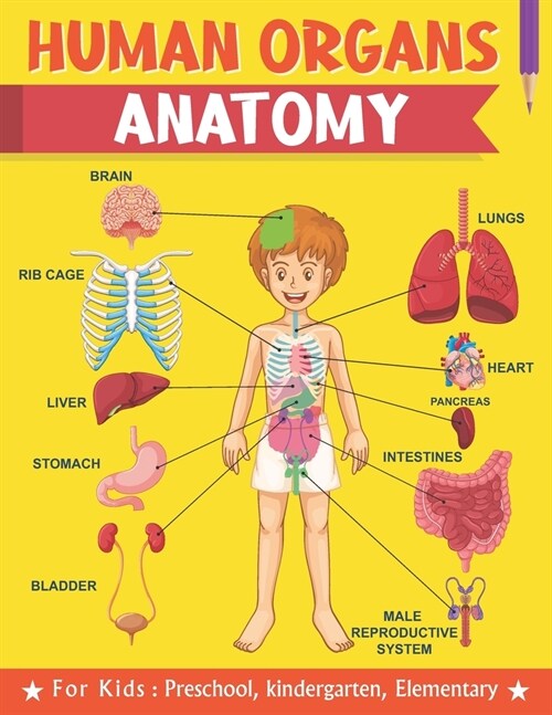 Human Organs Anatomy For Kids Preschool kindergarten Elementary: Learning human anatomy kids & toddlers, book for preschooler, kindergarten for Boys, (Paperback)