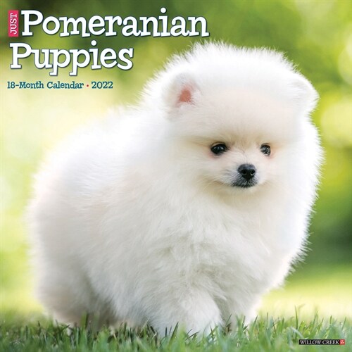 Just Pomeranian Puppies 2022 Wall Calendar (Dog Breed) (Calendar)