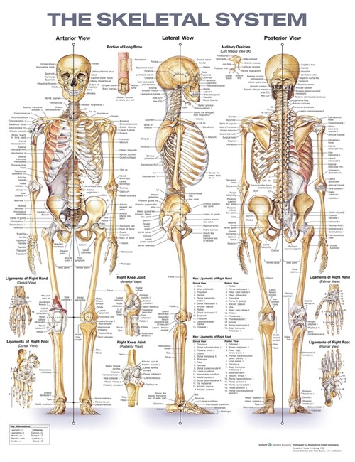 The Skeletal System Anatomical Chart (Poster, 2 Revised edition)