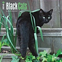 Black Cats 2014 Wall Calendar (Paperback)