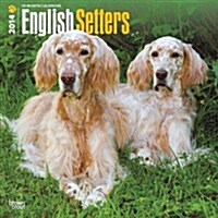 English Setters 2014 Wall Calendar (Paperback)