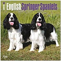 English Springer Spaniels (International) 2014 Wall Calendar (Paperback)