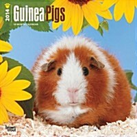 Guinea Pigs 2014 Wall Calendar (Paperback)