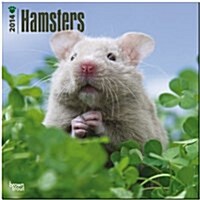 Hamsters 2014 Wall Calendar (Paperback)