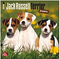 Jack Russell Terrier Puppies 2014 Wall Calendar (Paperback)