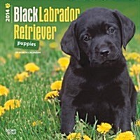 Black Lab Retriever Puppies 2014 Wall Calendar (Paperback)