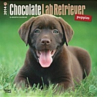 Chocolate Lab Retriever Puppies 2014 Wall Calendar (Paperback)