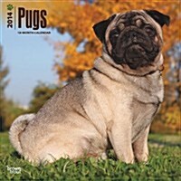 Pugs 2014 Wall Calendar (Paperback)