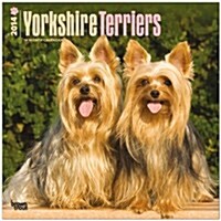 Yorkshire Terriers 2014 Wall Calendar (Paperback)