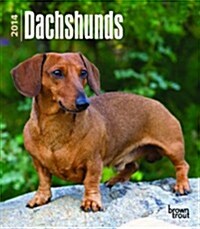 Dachshunds 2014 Desk Diary (Hardcover)