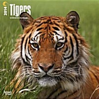 Tigers 2014 Wall Calendar (Paperback)