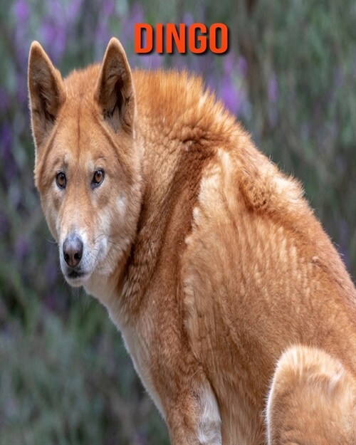 Dingo : Schone Bilder & Kinderbuch mit interessanten Fakten uber Dingo (Paperback)