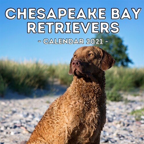 Chesapeake Bay Retrievers Calendar 2021: 16-Month Calendar, Cute Gift Idea For Retriever Lovers Women & Men (Paperback)