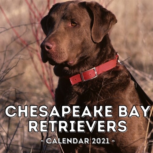 Chesapeake Bay Retrievers Calendar 2021: 16-Month Calendar, Cute Gift Idea For Retriever Lovers Women & Men (Paperback)