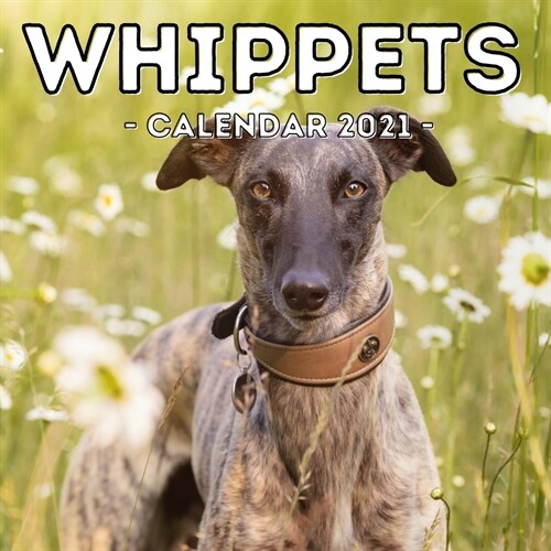Whippets Calendar 2021: 16-Month Calendar, Cute Gift Idea For Whippet Lovers Women & Men (Paperback)