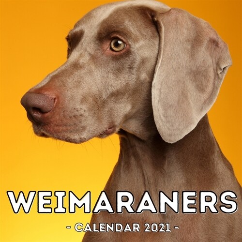 Weimaraners Calendar 2021: 16-Month Calendar, Cute Gift Idea For Weimaraner Lovers Women & Men (Paperback)