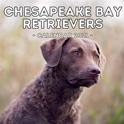 Chesapeake Bay Retrievers Calendar 2021: 16-Month Calendar, Cute Gift Idea For Retriever Lovers Women & Men (Paperback)