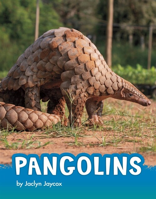Pangolins (Paperback)