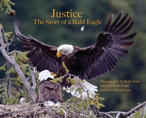 Justice--The Story of a Bald Eagle (Hardcover)