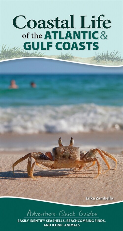 Coastal Life of the Atlantic and Gulf Coasts: Easily Identify Seashells, Beachcombing Finds, and Iconic Animals (Spiral)