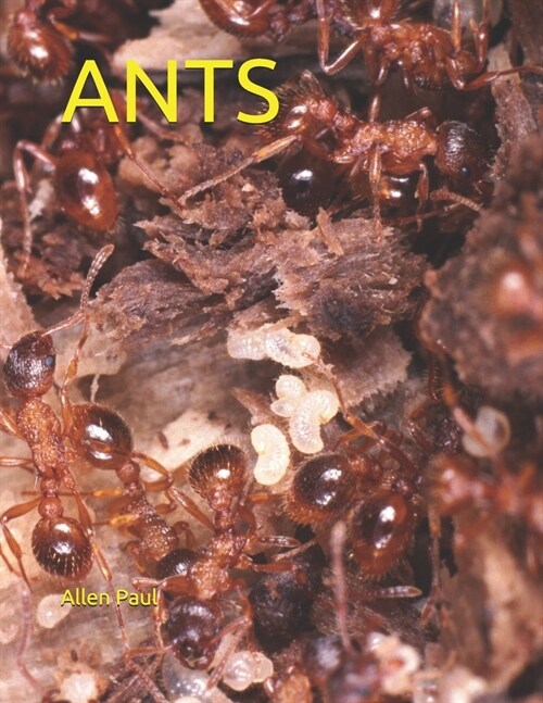 Ants (Paperback)