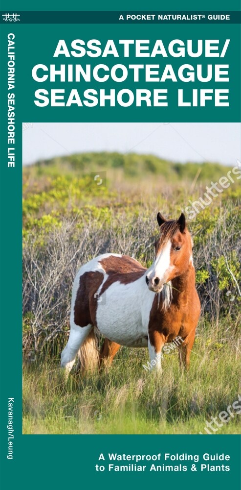 Assateague/Chincoteague Seashore Life: A Waterproof Folding Guide to Familiar Animals & Plants (Paperback)