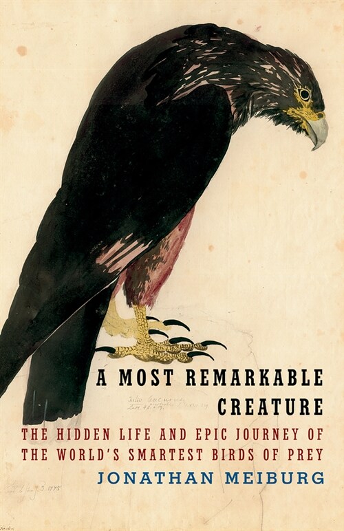 A Most Remarkable Creature: The Hidden Life of the Worlds Smartest Birds of Prey (Paperback)
