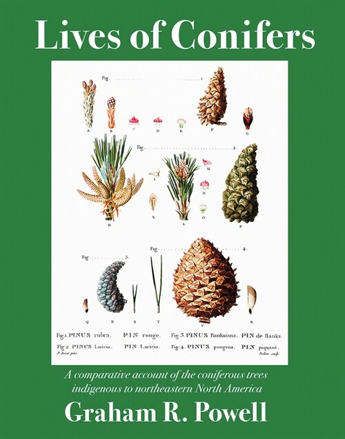 Lives of Conifers: A Comparative Account of the Coniferous Trees Indigenous to Northeastern North America (Paperback)