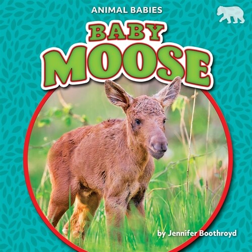 Baby Moose (Paperback)