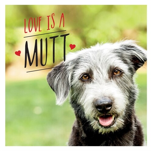 Love is a Mutt : A Dog-Tastic Celebration of the Worlds Cutest Mixed and Cross Breeds (Hardcover)