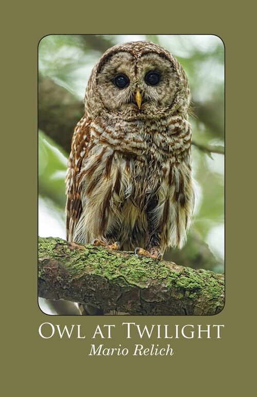 Owl at Twilight (Paperback)