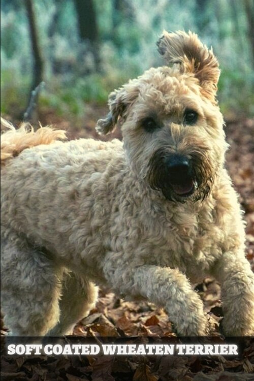 Soft Coated Wheaten Terrier: Complete breed guide (Paperback)