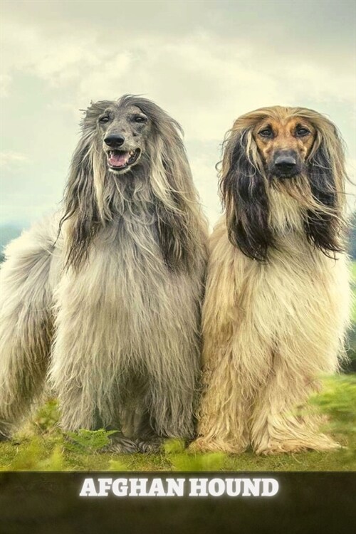 Afghan Hound: Complete breed guide (Paperback)