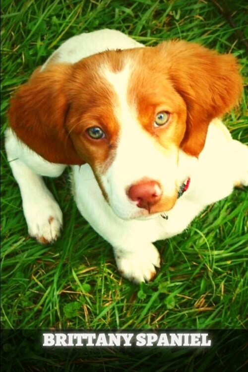 Brittany Spaniel: Complete breed guide (Paperback)