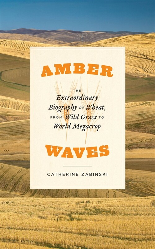 Amber Waves: The Extraordinary Biography of Wheat, from Wild Grass to World Megacrop (Paperback)