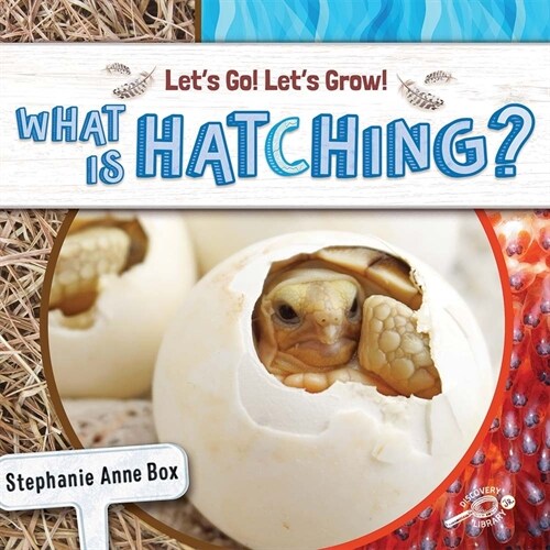 What Is Hatching? (Paperback)