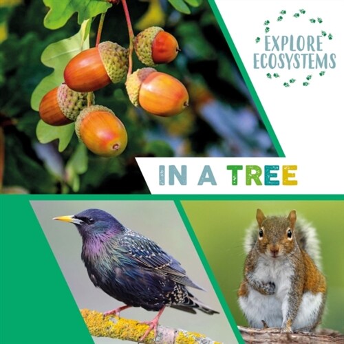 Explore Ecosystems: In a Tree (Hardcover, Illustrated ed)