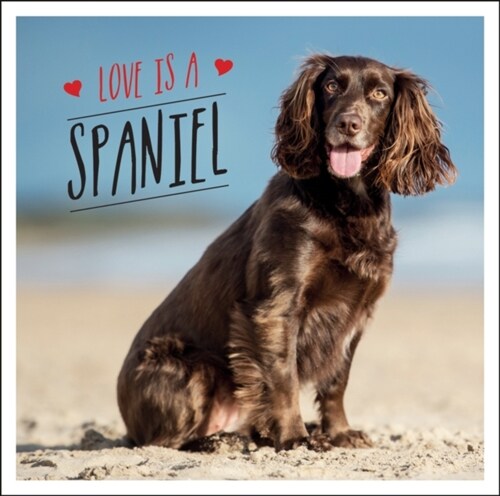 Love is a Spaniel : A Dog-Tastic Celebration of the World’s Most Lovable Breed (Hardcover)