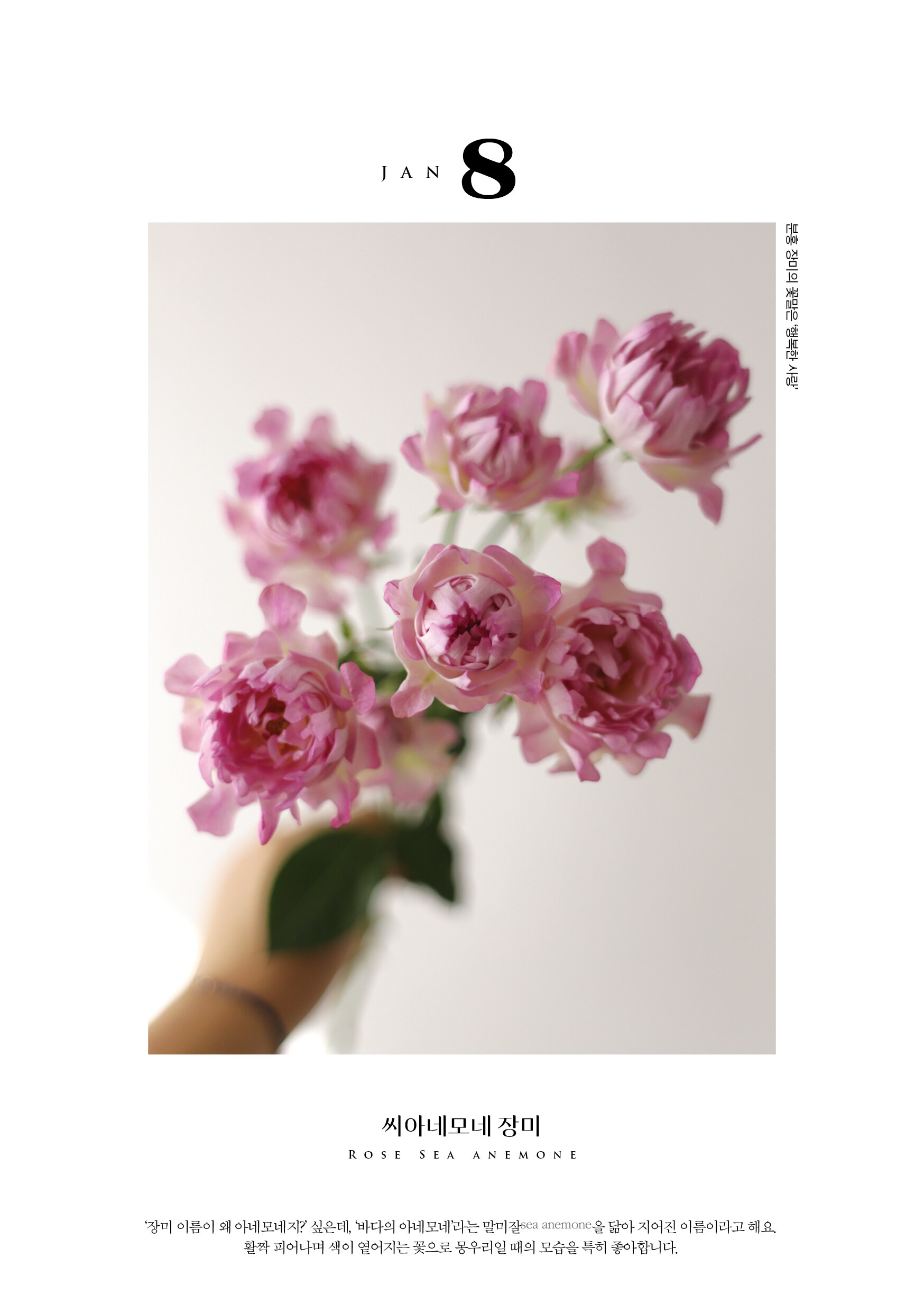 알라딘: 미리보기 - 보떼봉떼 데일리 플라워