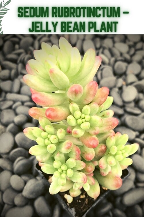 Sedum Rubrotinctum - Jelly Bean Plant: Become a professional Planter (Paperback)