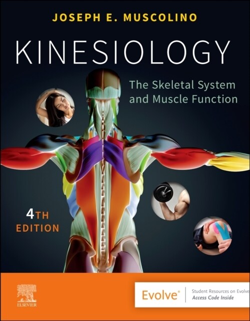 Kinesiology: The Skeletal System and Muscle Function (Paperback, 4)