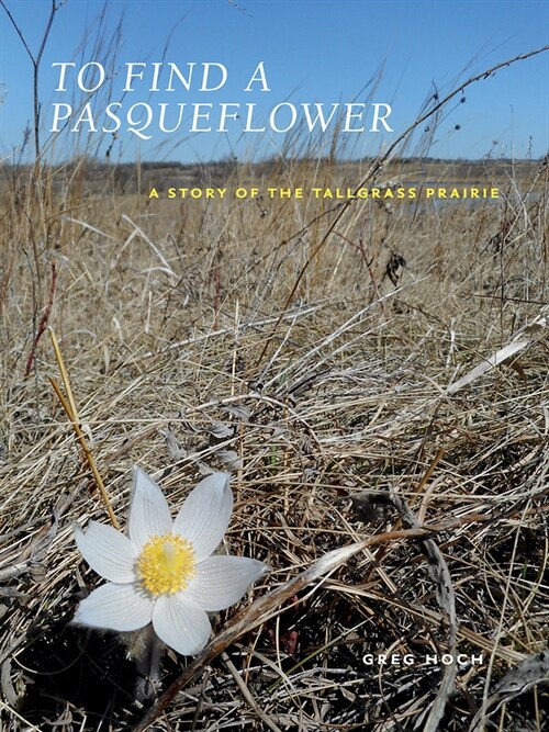 To Find a Pasqueflower: A Story of the Tallgrass Prairie (Paperback)
