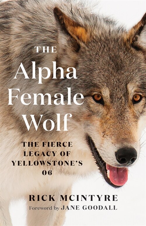 The Alpha Female Wolf: The Fierce Legacy of Yellowstones 06 (Hardcover)