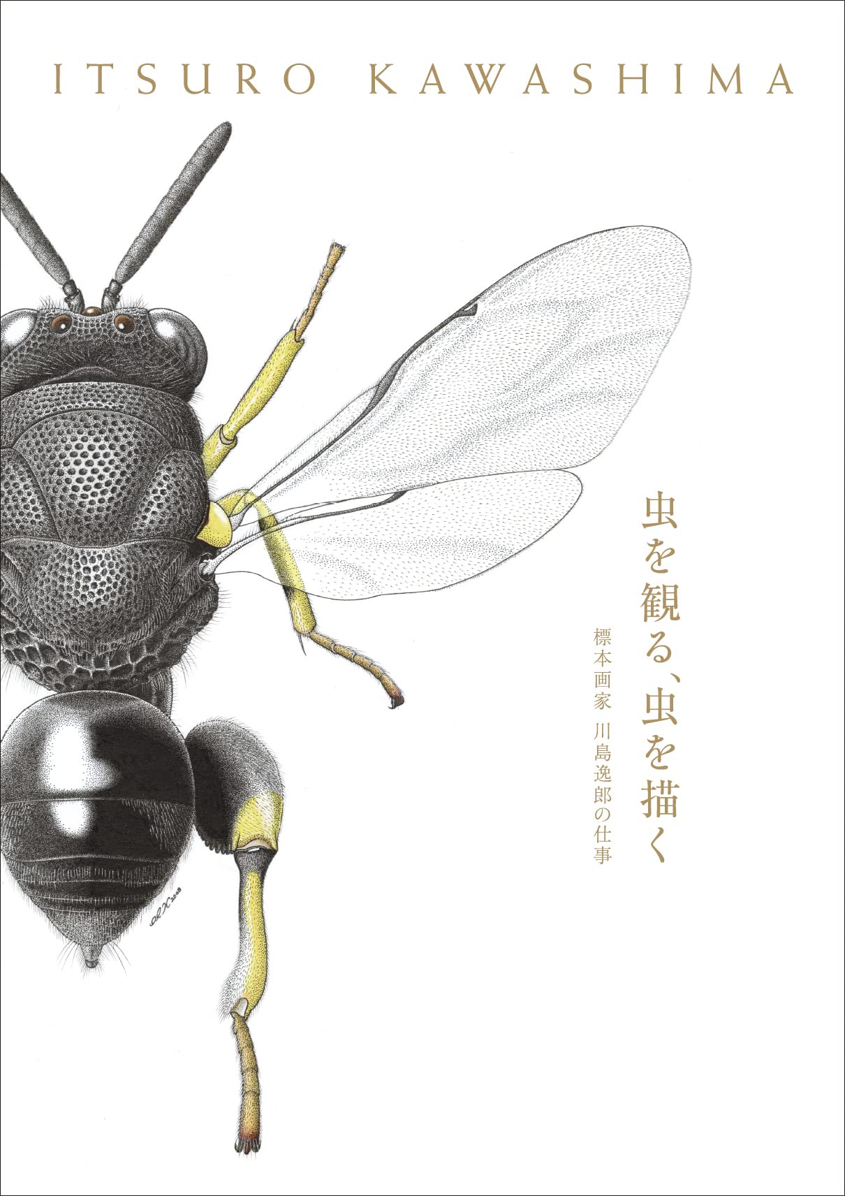 蟲を觀る、蟲を描く 標本畵家 川島逸郞の仕事