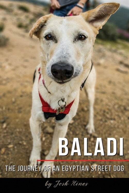 Baladi: The Journey of an Egyptian Street Dog (Paperback)