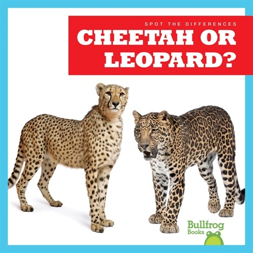 Cheetah or Leopard? (Paperback)