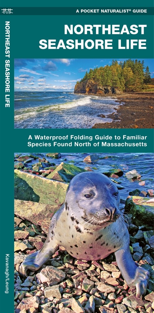 Northeast Seashore Life: A Waterproof Folding Guide to Familiar Animals & Plants North of Massachusetts (Paperback)