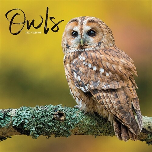 2023 Owls Mini Calendar (Mini)
