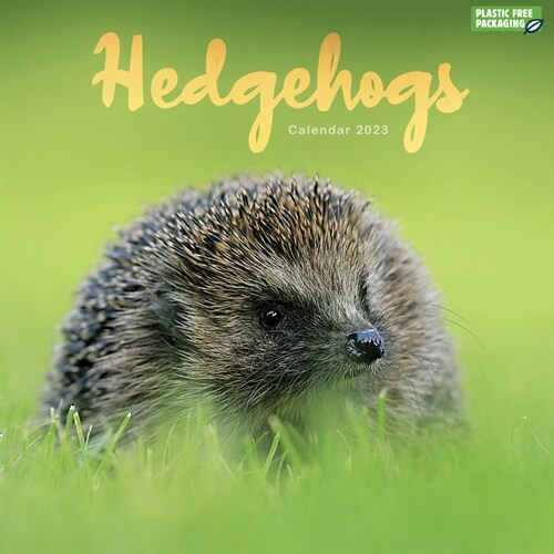 2023 Hedgehogs Wall Calendar (Wall)